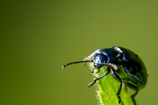 Image "Blue Mint Beetle" by Jörn Paessler