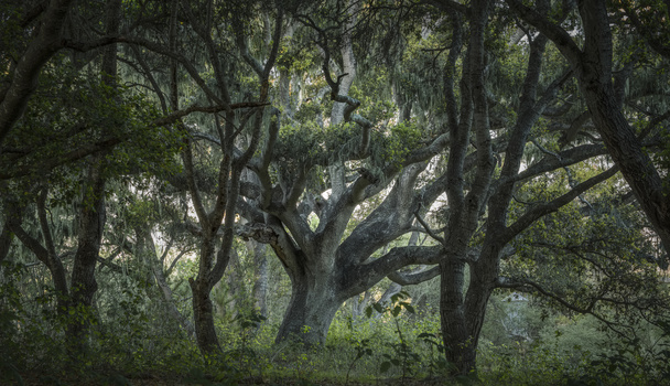 Image "Ancient Mother" by Larry Blancarte