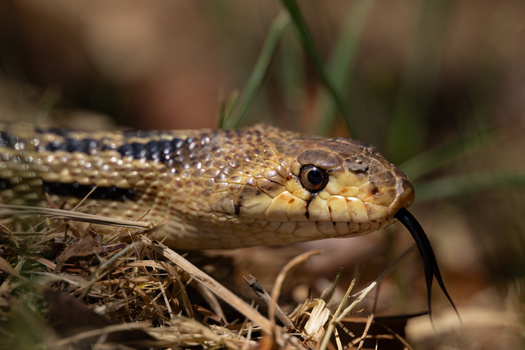 Image "Gopher Snake" by Matt Krofcheck