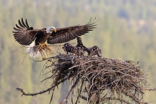 Image "Eagle mamma" by David Krzesni