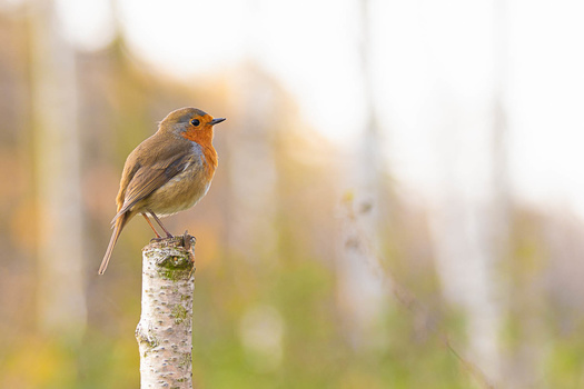 Image "Robin" by Fabian Krott