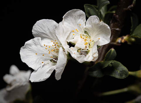 Image "Blossom Bugs" by Ruth Tomlinson