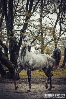 Image "Horse portrait autumn in the forest" by Dimitar Hr