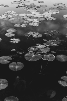 Image "Lilies on a Calm Pond" by Justin Benvegnu