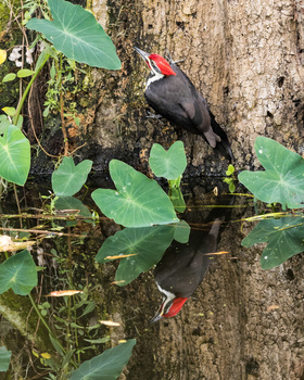 Image "Reflective Pileated Woodpecker" by Brett Probert