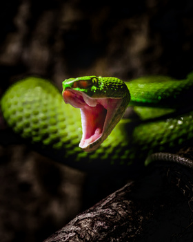 Image "strike." by steve núñez