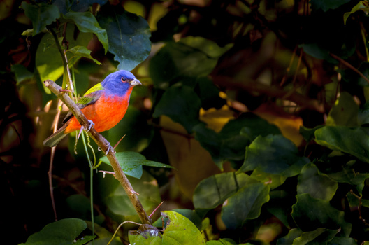 Image "In All His Glory" by Dennis Gingerich