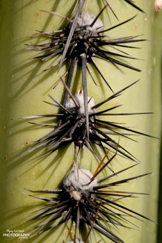 Image "Saguaro cactus spines" by Rolf Hintzke