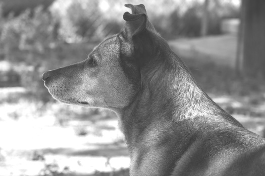 Image "Black and white dog profile" by Rolf Hintzke