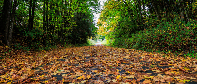 Image "Centennial Trail Beauty" by Steve Skinner