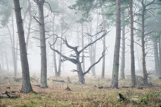 Image "Keep ‘em separated" by Rene Vierhuis