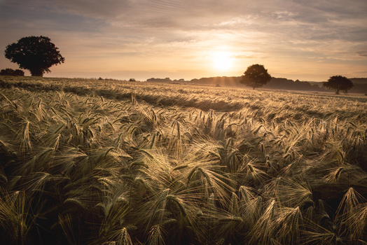 Image "Barley Morning" by David Land