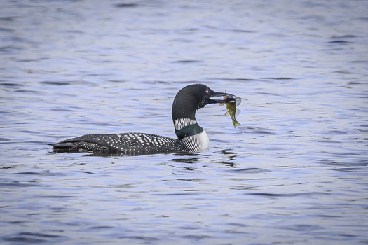 Image "Loon Lunch" by David Gorke