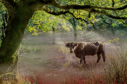 Image "LUCKY ITS TOO HOT TO CHARGE YOU!" by PEDRO Hayward