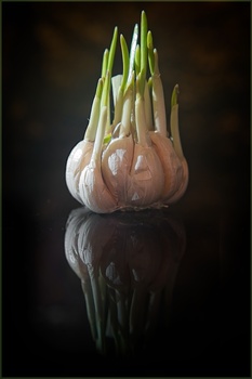 Image "PLAIN OLD GARLIC" by PEDRO Hayward