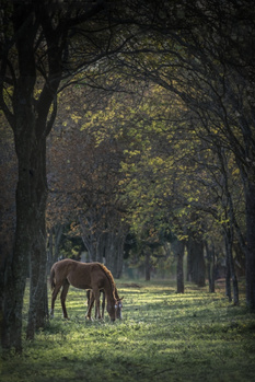 Image "ENJOYING HER TIME OF REST AND PEACE" by PEDRO Hayward