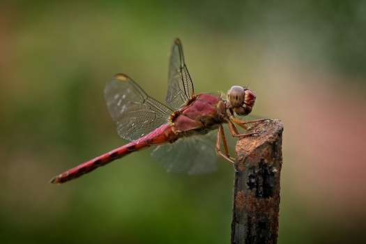 Image "UNKNOWN WARRIOR" by PEDRO Hayward