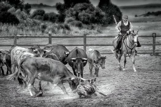 Image "WORKING DOG" by PEDRO Hayward