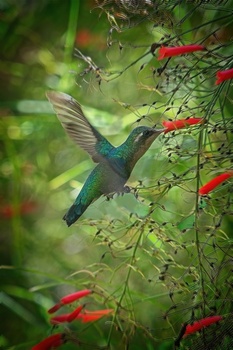 Image "Family Friend" by PEDRO Hayward