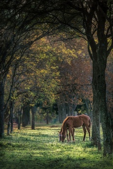 Image "POLICE HORSES" by PEDRO Hayward