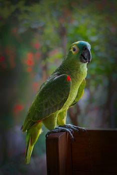 Image "MY BIRD" by PEDRO Hayward