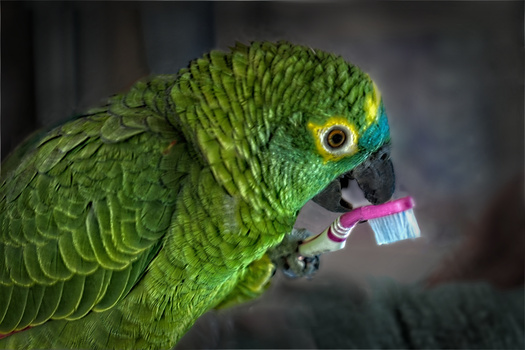 Image "IMPORTANT BOCAL HYGIENE" by PEDRO Hayward