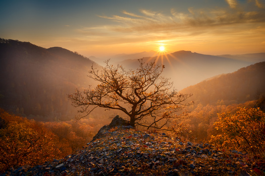 Image "Lonely Tree" by Martin Morávek