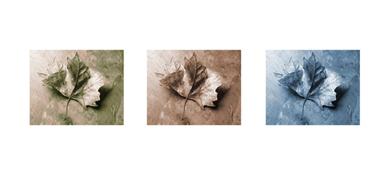 Image "leaf triptych ..." by judy foote-belleci
