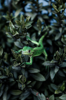 Image "Green Baby Iguana" by Jeroen Lucas