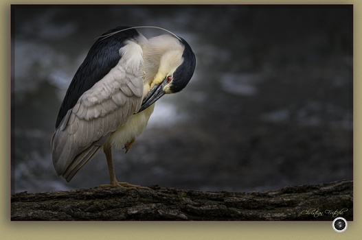 Image "Black-crowned Night Heron" by Christian Fritschi