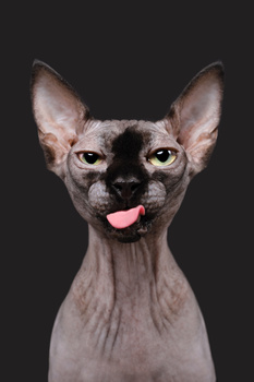 View Untitled 1 by Elke Vogelsang