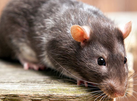 Image "WHY YOU SHOULD HIRE PROFESSIONAL PEST CONTROL SERVICES 1" by MDK Pest