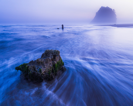Image "Ghost Tree at Proposal Rock" by Dana Sharman