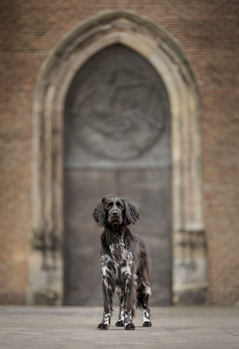 Image "Service dog Jannus-Knillus" by Yong Lei van Barlingen