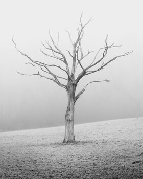 Image "Ghost/Lightening tree" by Karl Mann