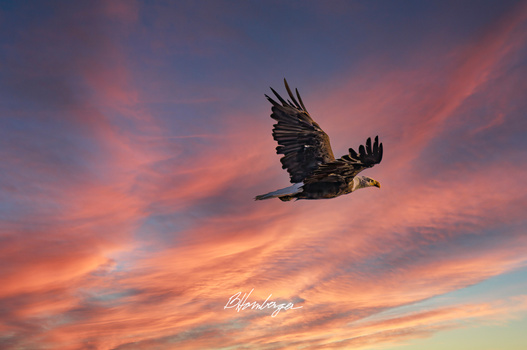 Image "Eagle In Flight" by Blake Hornberger
