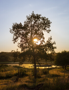 Image "Lone Tree" by Tom Manhart