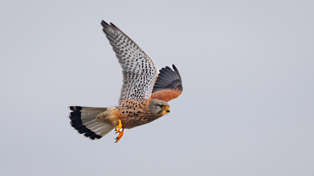 Image "Common kestrel taking off" by Luc Simons