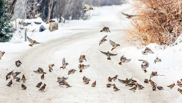 Image "Flock to frozen fruits" by Alexei Martinov