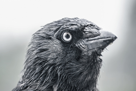 Image "Jack Daw" by Alexei Martinov