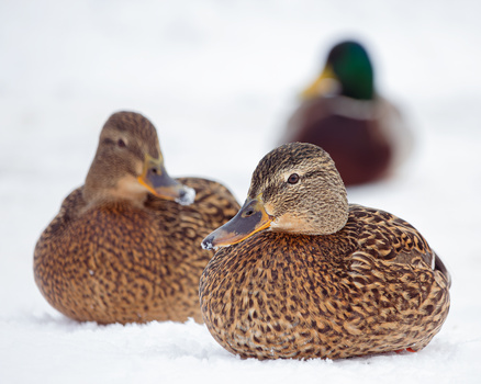 Image "Mallards surviving the winter cold" by Alexei Martinov