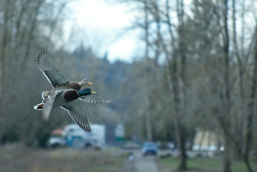 Image "Rainy day pair of Mallards" by DONALD CARROTHERS