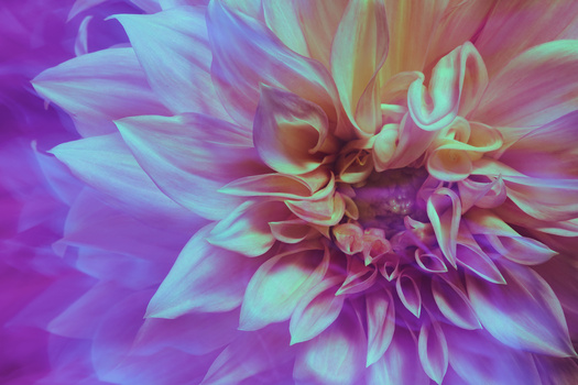 Image "dahlia in purple" by Saodat Abulkosimova