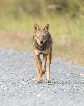 Image "Red Wolf (Critically Endangered)" by Bryan Edwards