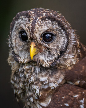 Image ""Barred Owl" 🦉" by Bryan Edwards