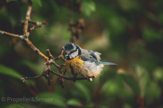 Image "A Garden Bird - Cyanistes Caeruleus" by Oslo Knappett