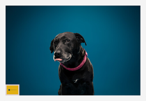 Image "Ziggy" by Robert Fullam