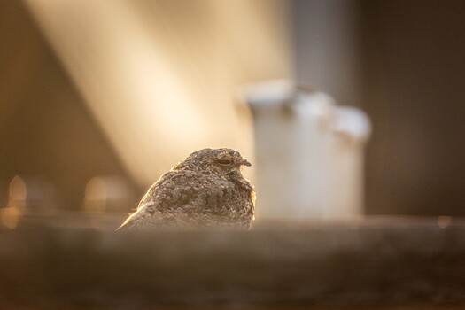 Image "Savanna Nightjar" by Rudolfo Dalamicio