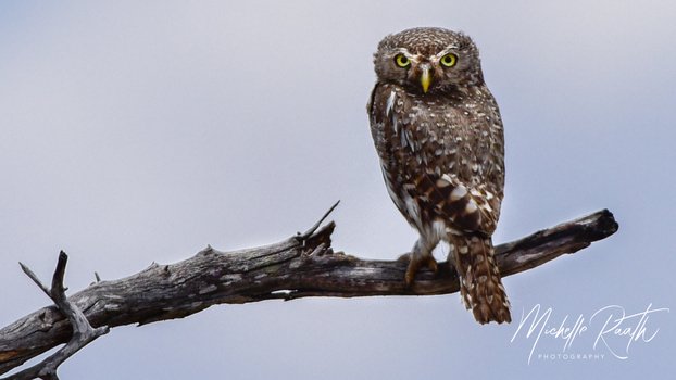 Image "Pearl Spotted Owlet" by Michelle Raath