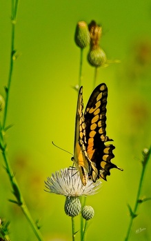 Image "Giant Swallowtail On Thistle" by Michael Benton